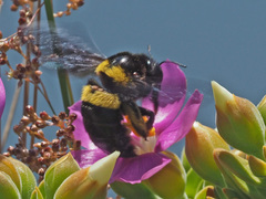Xylocopa caffra
