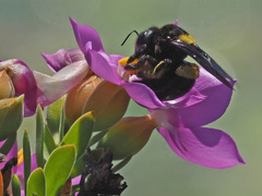 Xylocopa caffra