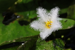 Nymphoides indica