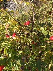 Rosa rubiginosa