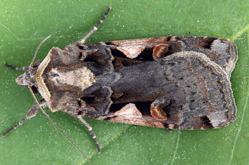 Setaceous Hebrew Character, photo 9 of 10