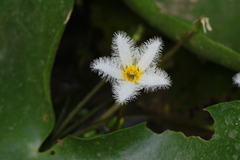 Nymphoides indica