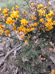 Pultenaea largiflorens