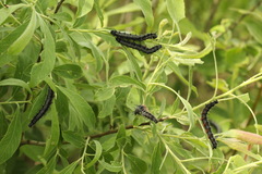 Nymphalis xanthomelas