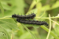 Nymphalis xanthomelas