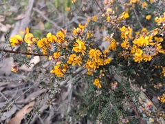 Pultenaea largiflorens