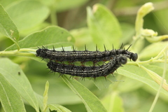 Nymphalis xanthomelas