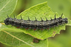 Nymphalis xanthomelas