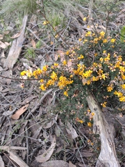 Pultenaea largiflorens