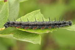 Nymphalis xanthomelas