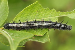 Nymphalis xanthomelas