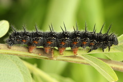 Nymphalis xanthomelas