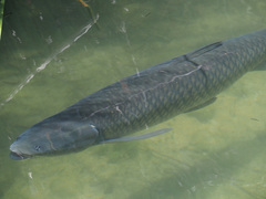 Ctenopharyngodon idella