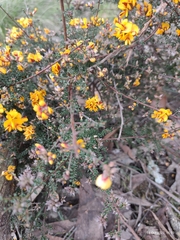Pultenaea largiflorens