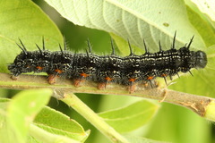 Nymphalis xanthomelas