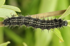 Nymphalis xanthomelas