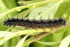 Nymphalis xanthomelas