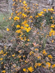 Pultenaea largiflorens
