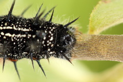 Nymphalis xanthomelas