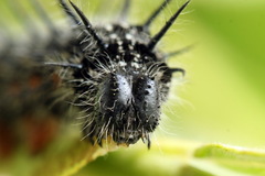 Nymphalis xanthomelas