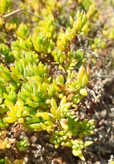 Threlkeldia diffusa