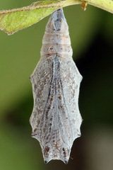 Nymphalis xanthomelas