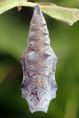 Nymphalis xanthomelas