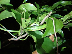 Philothamnus punctatus