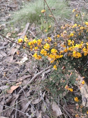 Pultenaea largiflorens