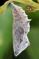 Nymphalis xanthomelas