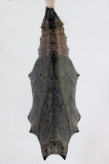 Nymphalis xanthomelas