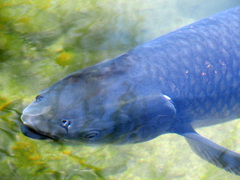 Ctenopharyngodon idella