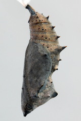 Nymphalis xanthomelas
