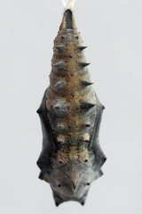 Nymphalis xanthomelas