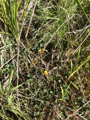 Bossiaea prostrata