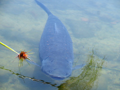 Ctenopharyngodon idella