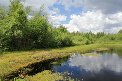 Nymphalis xanthomelas