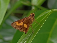Oriens paragola