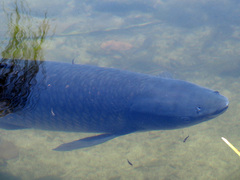 Ctenopharyngodon idella