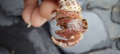 Coenobita