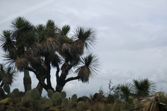 Yucca filifera