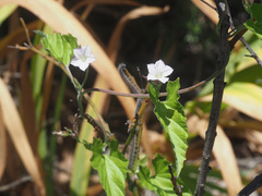 Convolvulus farinosus