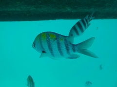 Abudefduf vaigiensis