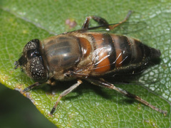 Eristalinus