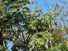 Cecropia pachystachya