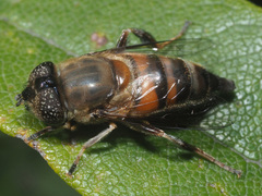 Eristalinus