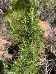 Cassinia laevis