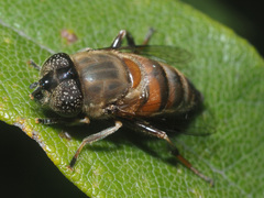 Eristalinus