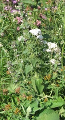 Stachydeae