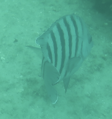 Abudefduf bengalensis